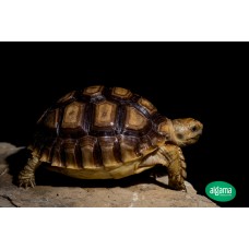 Tortuga de espolones - Geochelone sulcata (Pequeñas)